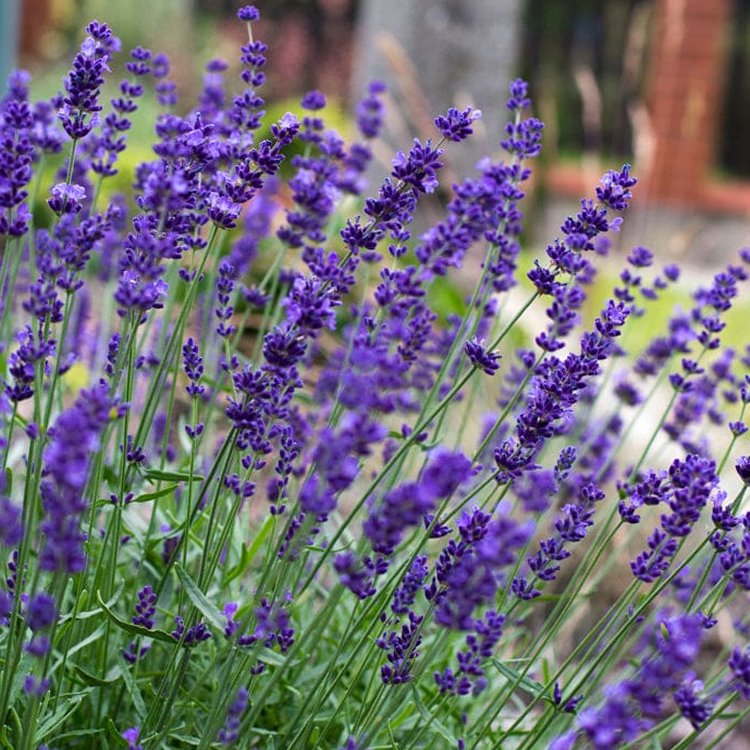 Lavender Hidcote Blue - Lavendula Hidcote
