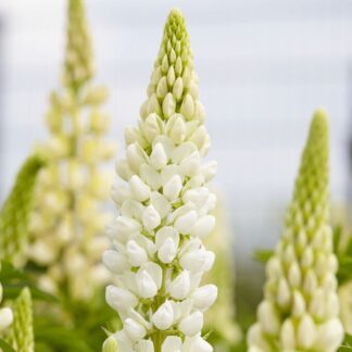 Lupinus Gallery White - Lupin