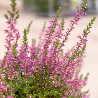 Heather Plant - Calluna Vulgaris 'Marlies'