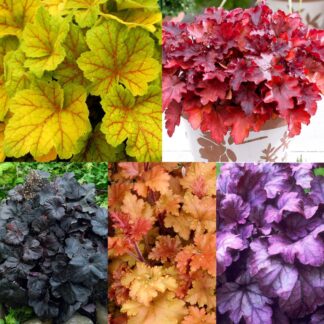 Handsome Heuchera Collection - Pack of Four Evergreen Plants