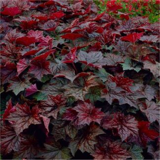 Heuchera Palace Purple - Crimson Coral Bells - Pack of Three Plants