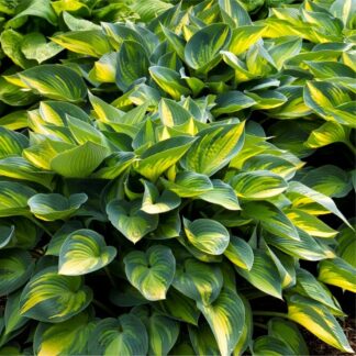 Hosta June - Plantain Lily