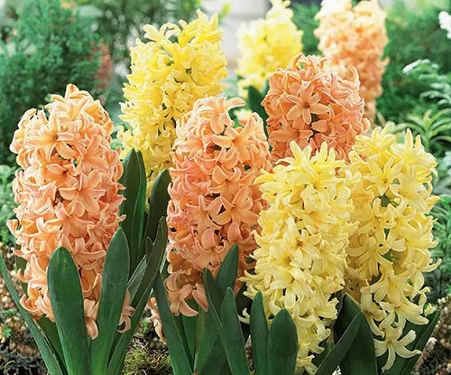 Hyacinth Spring Glow - Pack of 8