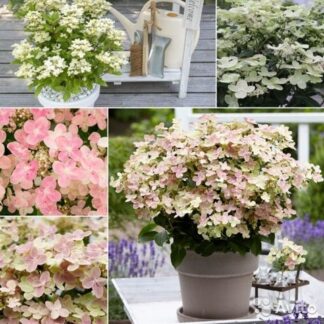 Hydrangea Paniculata 'Polestar'