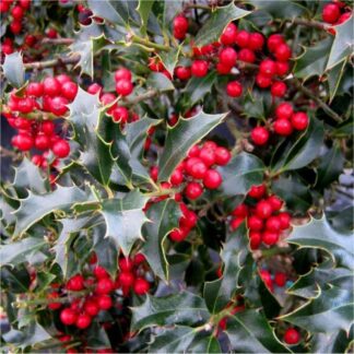 Ilex Aquifolium - Traditional Evergreen Holly Hedging - Pack of Ten 60-80cm Tall Bushy Plants