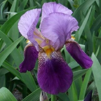 Iris 'Alcazar'