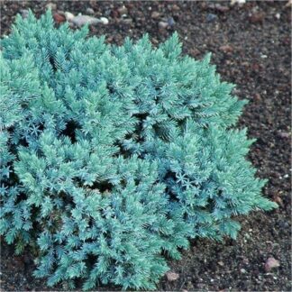 Juniperus Squamata 'Blue Star'  - Dwarf Slow Growing Conifer
