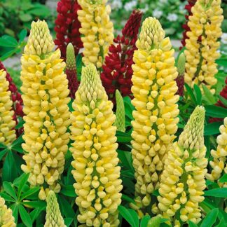 Lupinus Russel 'Chandelier' - Lupin