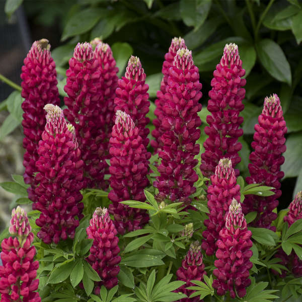 Lupinus Gallery Red - Lupin