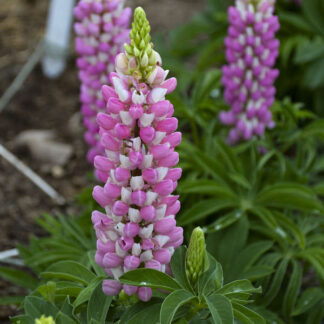 Lupinus Gallery Pink-White Bi-Colour - Lupin