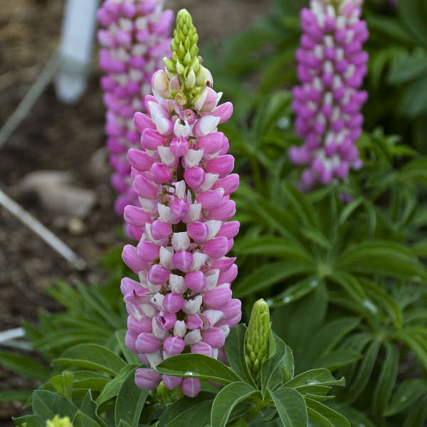 Lupinus Gallery Pink-White Bi-Colour - Lupin
