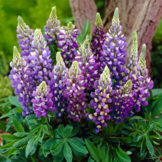 Lupinus Gallery Blue - Lupin