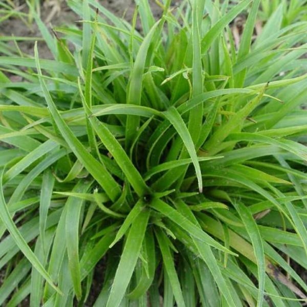 Luzula Sylvatica - Greater Woodrush
