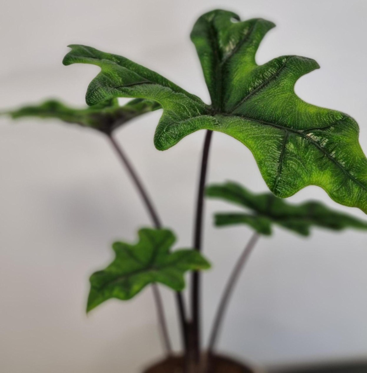 Alocasia 'Jacklyn'