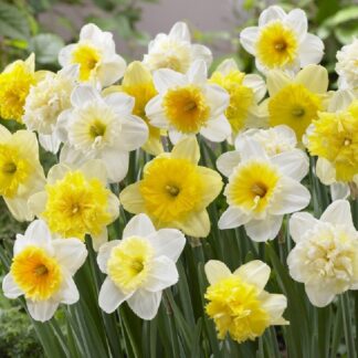 Daffodil The Ice Follies Family Mix - Pack of 15 Bulbs