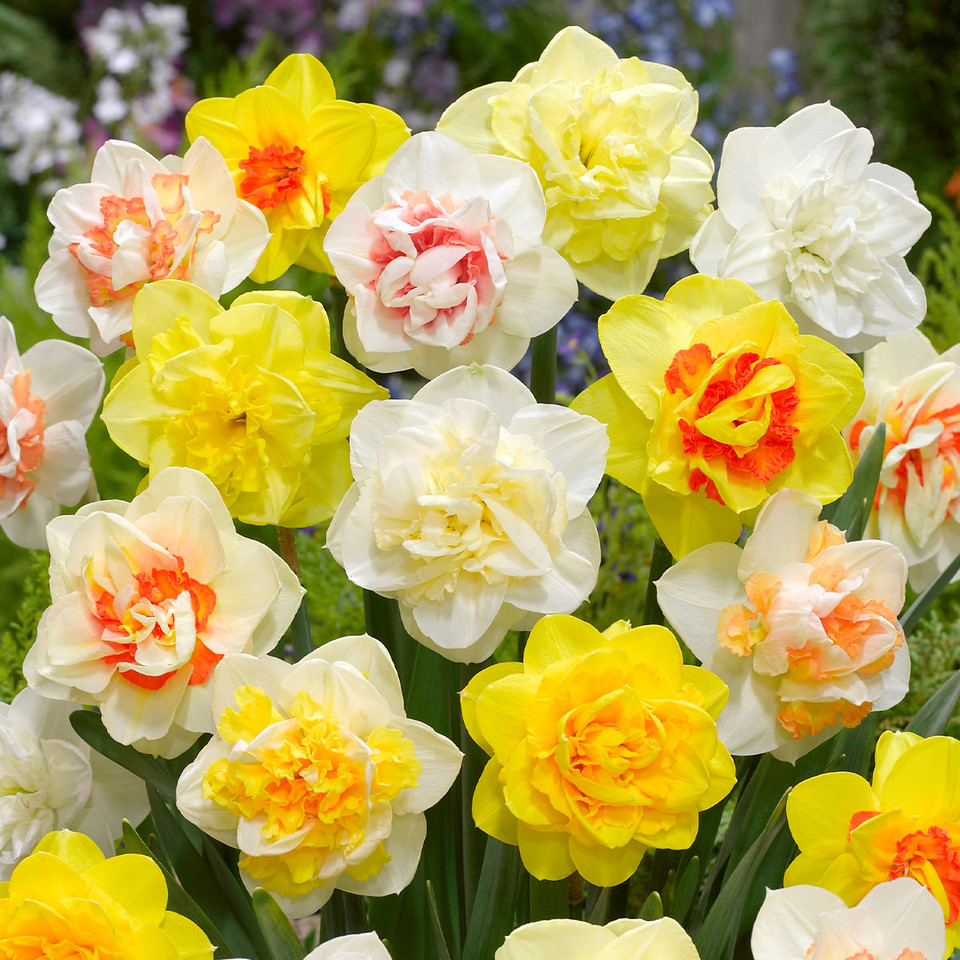 Narcissus Double Mixed Daffodils - Pack of 15 Bulbs