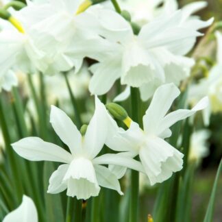 Narcissus Thalia - Daffodil - Pack of 20 Bulbs