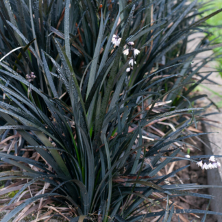 Ophiopogon Black Dragon - Black Mondo Grass