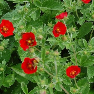 Potentilla Atrosanguinea Scarlet Starlit