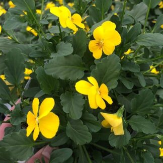 Viola in Bud & Bloom - Yellow