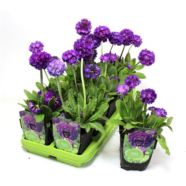 Primula Denticulata Lilac - Confetti Blue Drumstick Primula