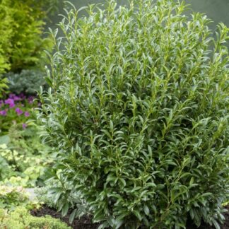 Prunus Laurocerasus 'Filigrow Szofi' (Sofia) - Hardy Dwarf Evergreen Laurel