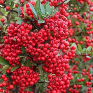 Pyracantha Coccinea - Red Column - Firethorn