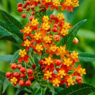 Asclepias Curassavica 'Apollo Orange' - Tropical Milkweed