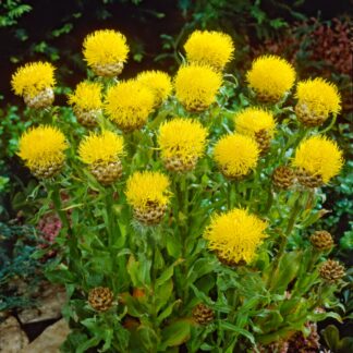 Centaurea Macrocephala - Giant Knapweed