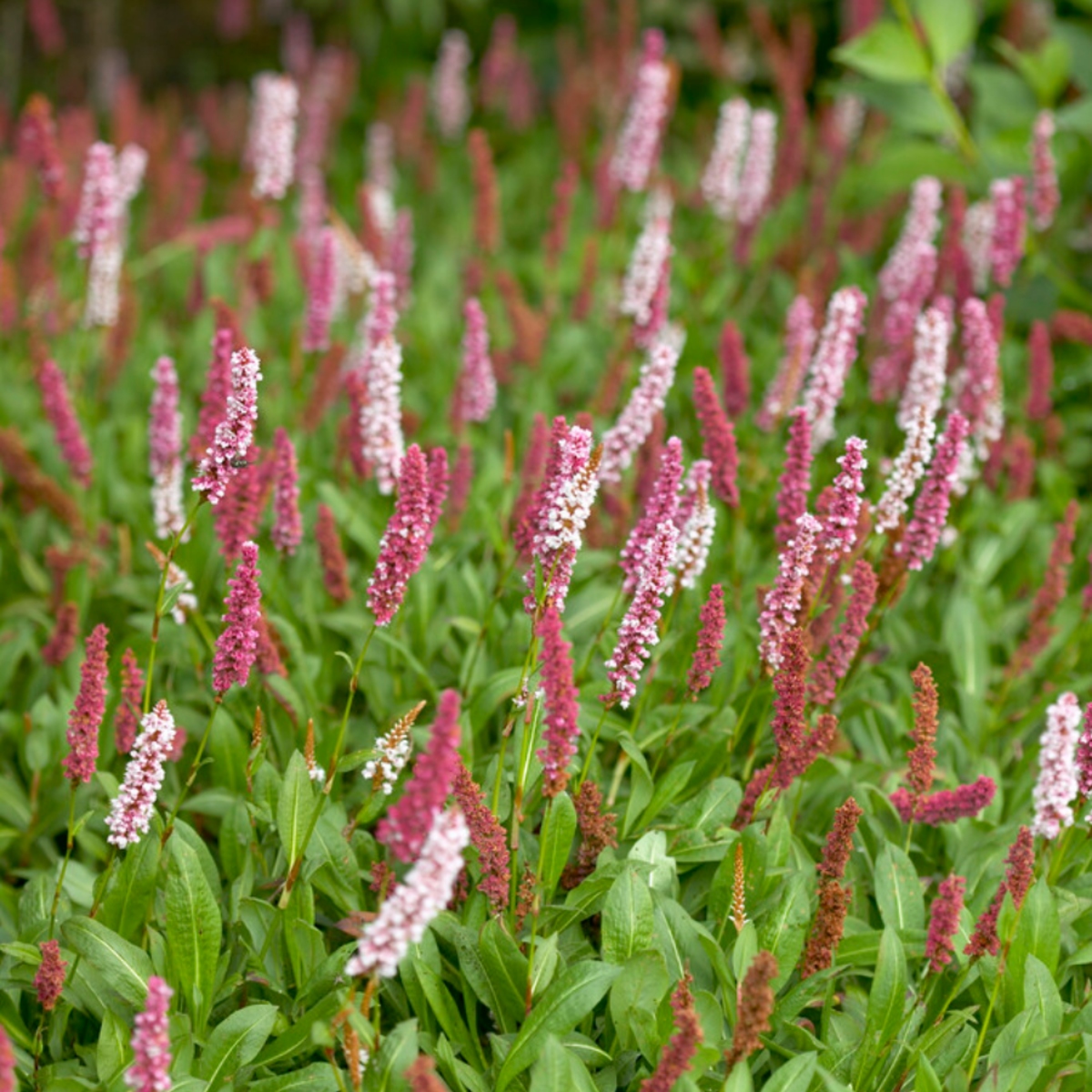 Persicaria Affinis 'Superba' - Bistorta Affinis