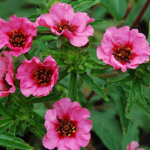 Potentilla Nepalensis 'Helen Jane'