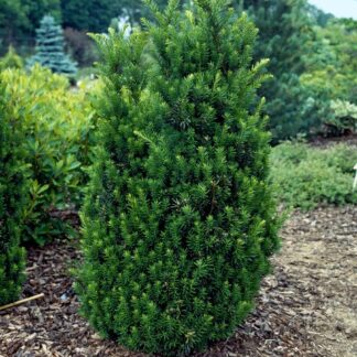 Taxus x Media - Yew - Circa 80-100cm