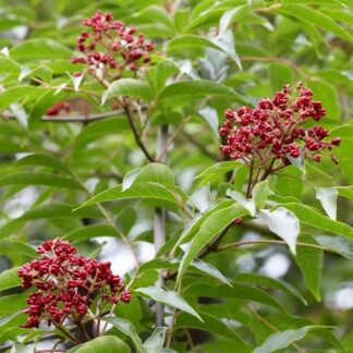 Tetradium Daniellii - Bee Bee Tree - Korean Evodia