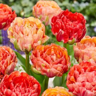 Tulip Gudoshnik Double - Pack of 25 Peony Flowered Double Tulips