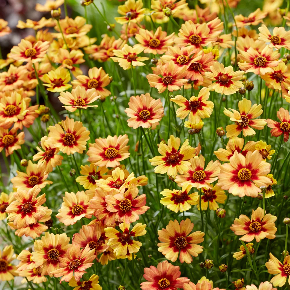 Coreopsis Rosea 'Twinklebells Copper'