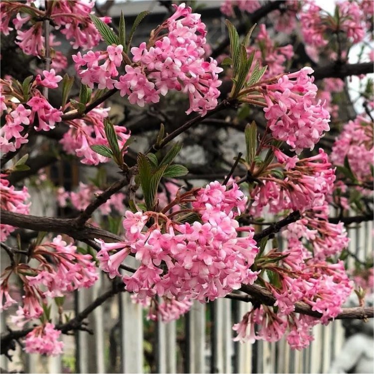 Viburnum Bodnantense Dawn - Young Plant