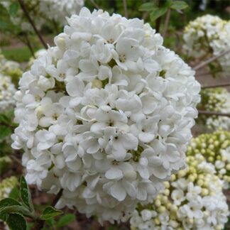 Viburnum × Carlcephalum - Large