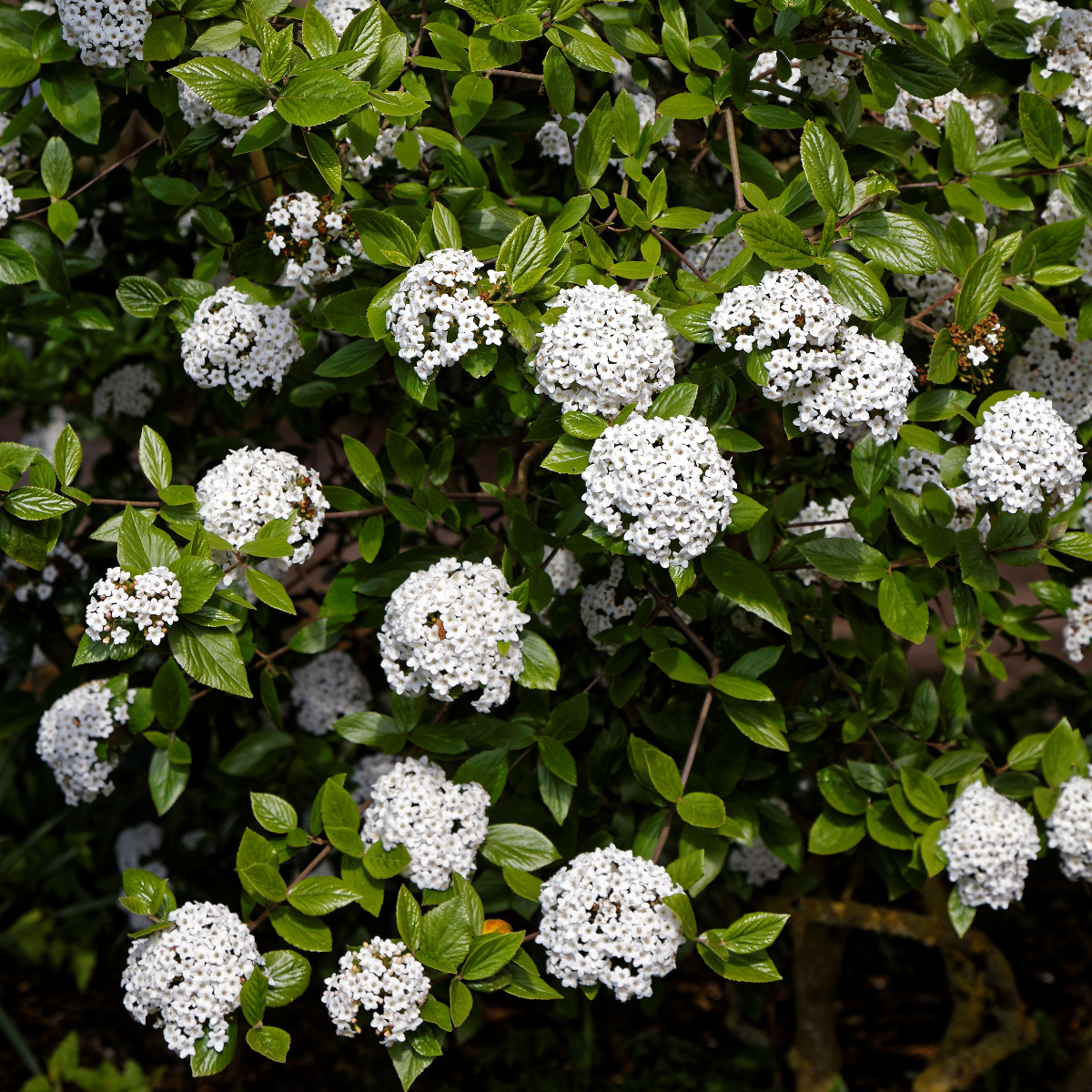 Viburnum × Burkwoodii 'Anne Russell' - Arrowwood Shrub