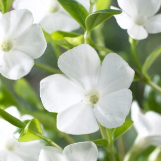 Vinca Minor Gertrude Jekyll