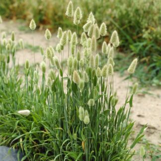 Lagurus Ovatus - Hare's Tail Grass - Bunny Tail Grass