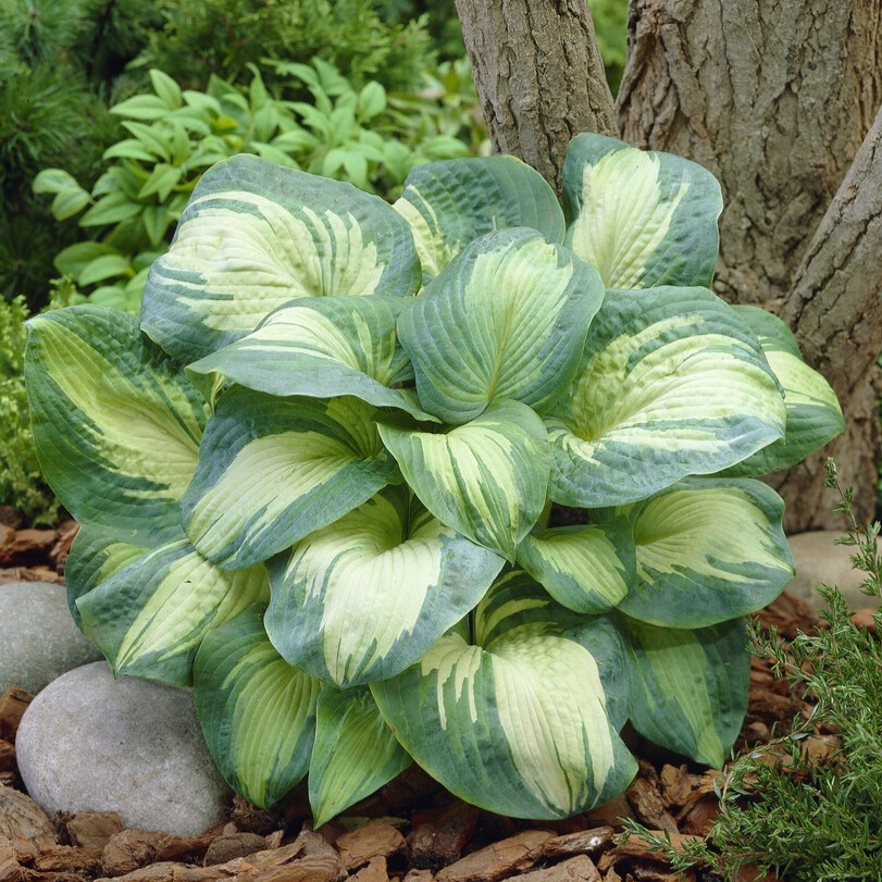 Hosta Great Expectation