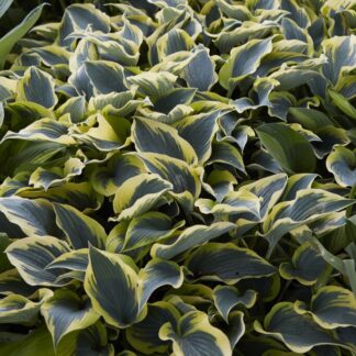 Hosta 'First Frost'