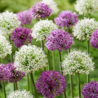 Allium Giant Mix -  Pack of Three Bulbs