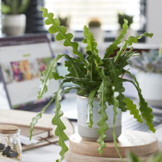 Epiphyllum Anguliger - Fishbone Cactus