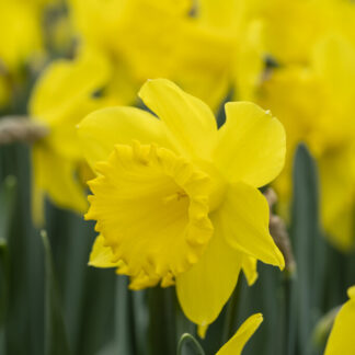 Narcissus Dutch Master - Large Golden Trumpet Daffodils - Pack of 15 Bulbs