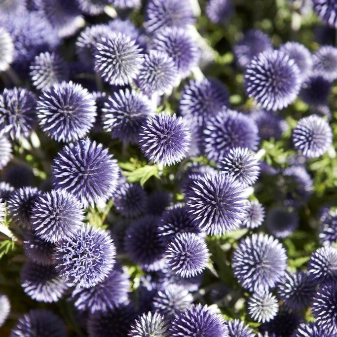 Echinops Ritro