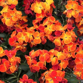 Wallflower Cheiri 'Fire King '