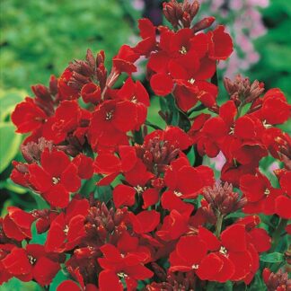 Wallflower 'Scarlet Emperor'