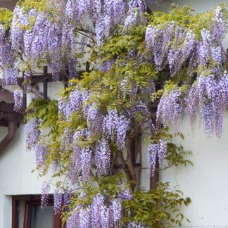 Wisteria Sinensis Prolific - Blue Climbing Wisteria